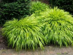 hakonechloa-macra-aureola-hakone-trava | Moje Dvorište Hakonechloa Macra Aureola - Hakone trava | Moje Dvorište