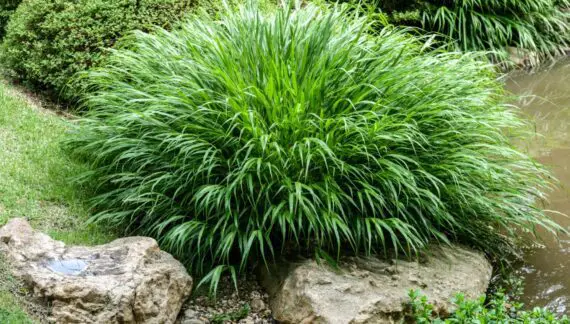 Japanska šumska trava (Hakonechloa macra)