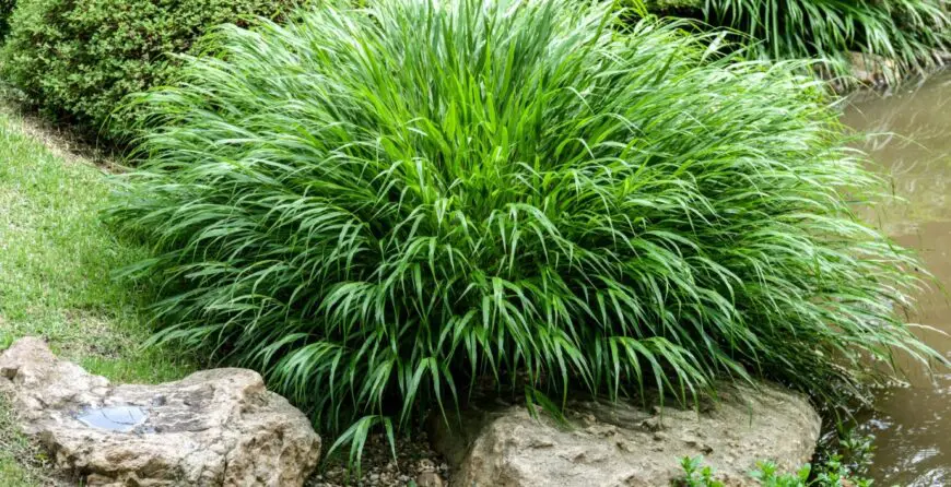 hakonechloa-macra-japanese-green-forest-grass | Moje Dvorište Japanska šumska trava (Hakonechloa macra) | Moje Dvorište