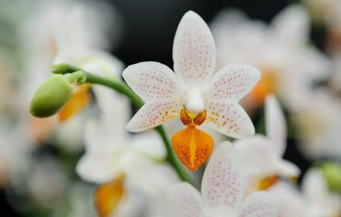 Phalaenopsis | Moje Dvorište Phalaenopsis | Moje Dvorište