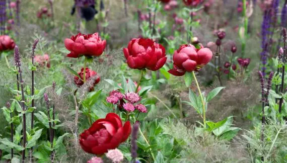 Како узгајати божуре