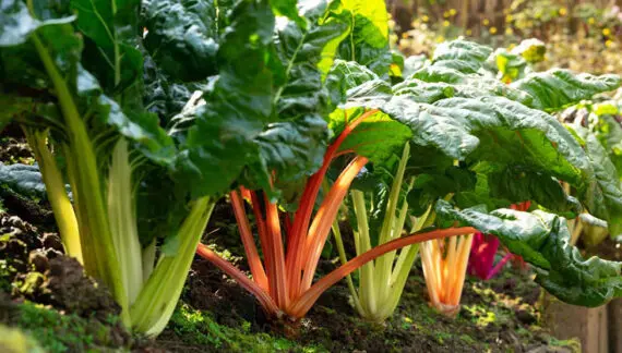 Kako uzgajati blitvu