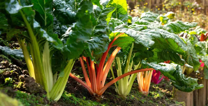 BLITVA | Moje Dvorište Kako uzgajati blitvu | Moje Dvorište