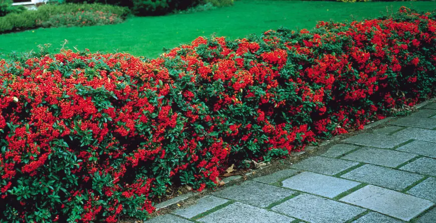 Pyracantha_Orange_Glow_0001838__52694 | Moje Dvorište Pirokanta | Moje Dvorište