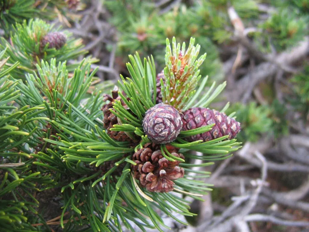 pinus-mugo-wikipedia | Moje Dvorište Patulјasti bor Mugo | Moje Dvorište