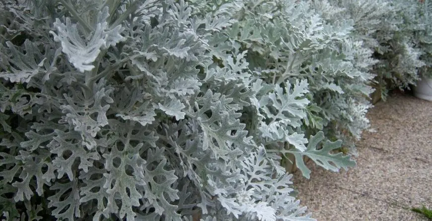 505981 | Moje Dvorište Jacobaea maritima | Moje Dvorište