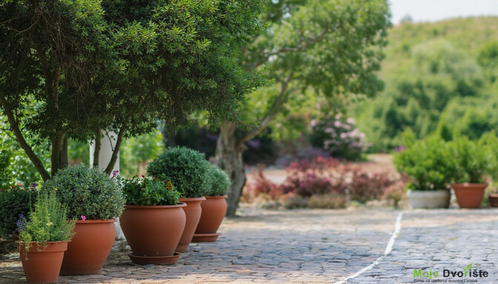 freepik__row-of-terracotta-pots-with-green-plants-and-trees__71214 | Moje Dvorište Mediteranska bašta - stil | Moje Dvorište
