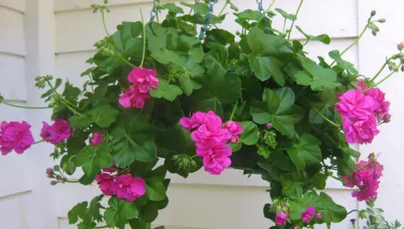 The Perpetual Life of Pelargonium peltatum (the Ivy-Leaved Geranium) – Kevin Lee Jacobs