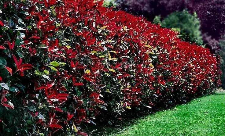 c-users-neobi-onedrive-radna-povrsina-517232aca96 | Moje Dvorište Biljke za Živu Ogradu | Moje Dvorište