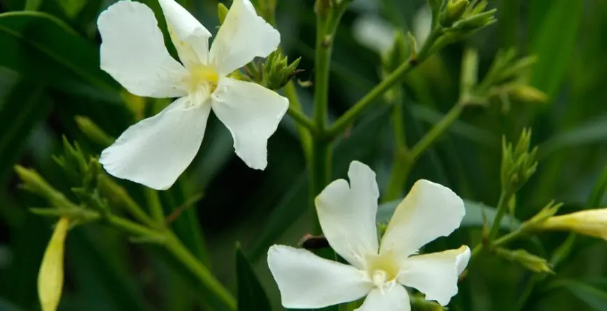 kako-uzgaati-oleander | Moje Dvorište Kako uzgajati oleander | Moje Dvorište