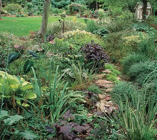 Biljke za Vlažnu Senku | Moje Dvorište Biljke za Vlažnu Senku | Moje Dvorište