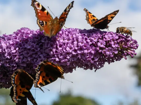 Buddleja Davidii | Moje Dvorište Buddleja Davidii | Moje Dvorište
