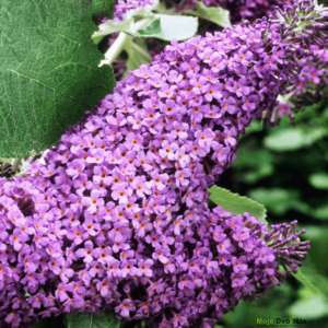 buddleia-lochinch-butterfly-bush-or-gardenersdrea | Moje Dvorište Budleja | Moje Dvorište'Lochinch'