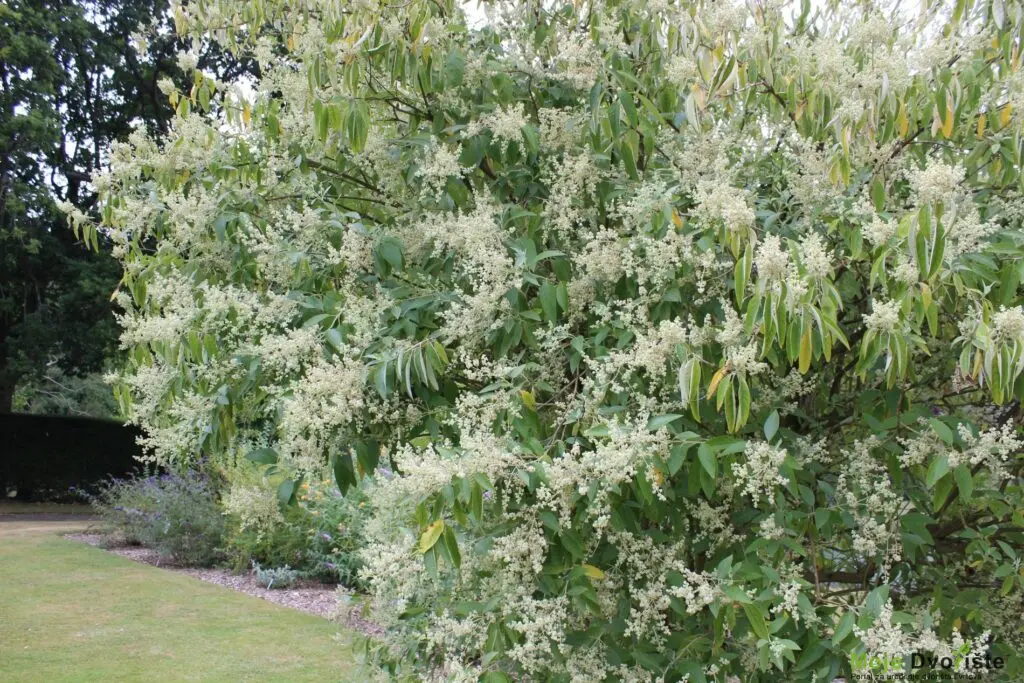 cordata-subsp-tomentella-buddleja-collection | Moje Dvorište Budleja cordata var. tomentela (dlakavi meksički grm leptira) | Moje Dvorište