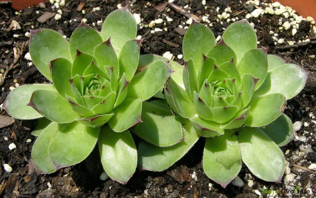 cuvarkucu-u-narodu-cene-kao-pravo-blago-cuva-zdra | Moje Dvorište ČUVARKUĆU | Moje Dvorište