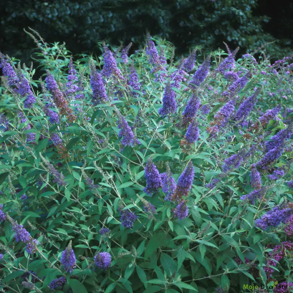 ellens-blue-buddleia-or-spring-meadow-wholesale | Moje Dvorište Buddleja | Moje Dvorište'Ellen's Blue'