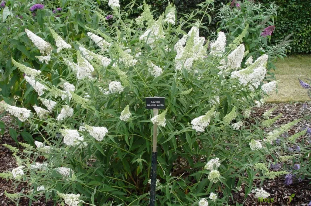 nanho-alba-syn-b-nanho-white-buddleja-collecti | Moje Dvorište Buddleja davidii v. nanhoensis | Moje Dvorište'Nanho Alba'