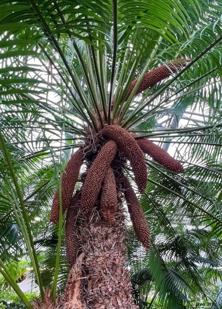cycas-rumphii-miq-world-flora-plntnet-identi | Moje Dvorište Sago Palma - Cikas - Cycas rumphii | Moje Dvorište