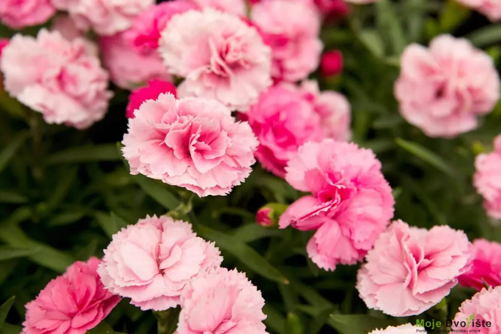 dianthus-pinks-plant-grow-and-care-for-dianthu | Moje Dvorište Kako uzgajati Višegodišnji karanfil | Moje Dvorište