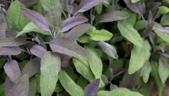 Љубичасто и зелено лишће жалфије