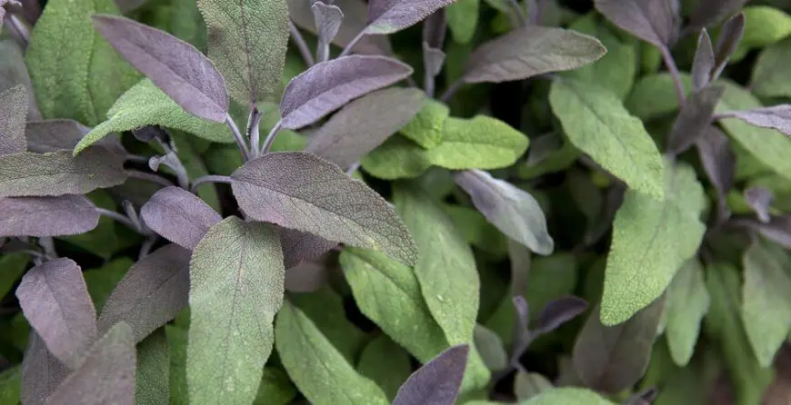 ubichasto-i-zeleno-lishe-zhalfie | Moje Dvorište Љубичасто и зелено лишће жалфије | Moje Dvorište