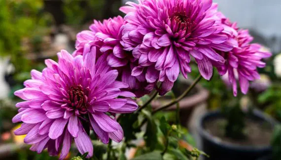 Kako Uzgajati Hrizanteme