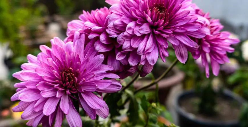 BeautifulChrysanthemumFlowerBloomingChrysanthemumsBlossomSeasonPinkChrysanthemumFlower | Moje Dvorište Kako Uzgajati Hrizanteme | Moje Dvorište