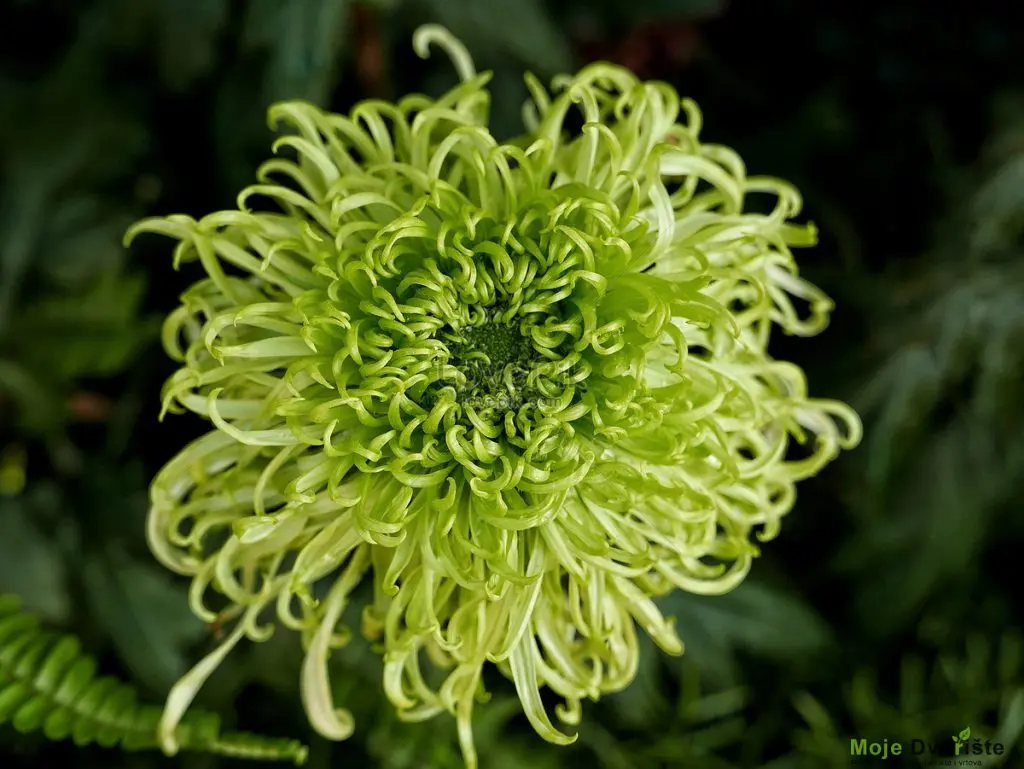 green-chrysanthemum-images-hd-pictures-for-free-v | Moje Dvorište Hrizantema | Moje Dvorište'Green Mist'