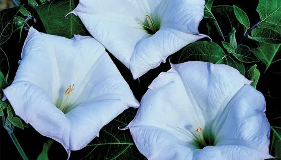 Otrovne Bilјke u Vrtu - Datura