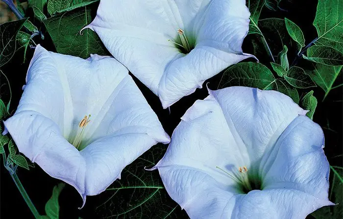 Datura | Moje Dvorište Otrovne Bilјke u Vrtu - Datura | Moje Dvorište