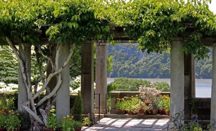 actinidia-arguta-sibirski-kivi | Moje Dvorište Sibirski kivi | Moje Dvorište