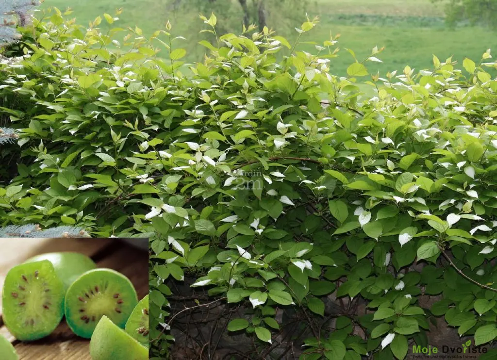 actinidia-arguta-issai-autofertile-kiwi-go | Moje Dvorište Actinidia arguta "Issai" | Moje Dvorište