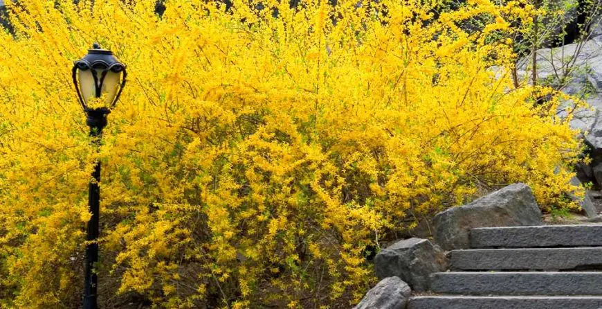 forsythia-shrubs | Moje Dvorište Forsythia | Moje Dvorište