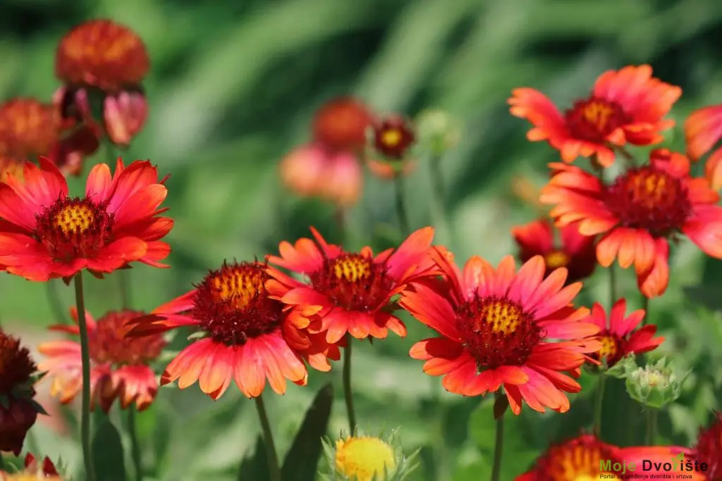 10-fast-growing-perennials-to-fill-your-garden-qui | Moje Dvorište Višegodišnje Bilјke – Perene | Moje Dvorište