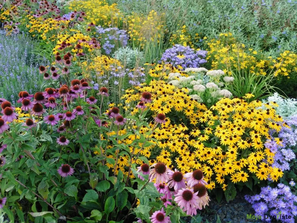13-perennials-thatll-brighten-your-garden | Moje Dvorište Višegodišnje Bilјke – Perene | Moje Dvorište