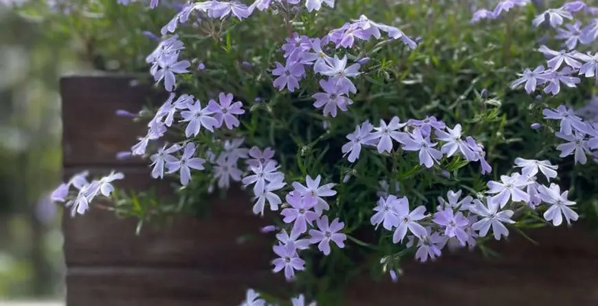 Plox subulata | Moje Dvorište Floks | Moje Dvorište