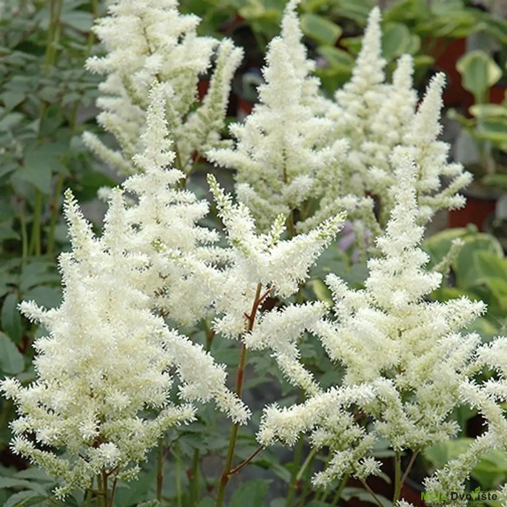 bridal-veil-astilbe | Moje Dvorište Astilbe japonica “mladenački veo“ | Moje Dvorište