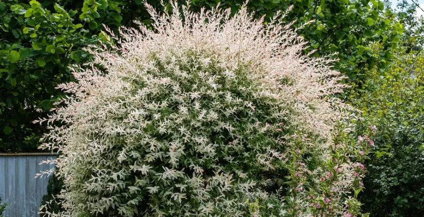 flamingo-drvo-salik-integra-hakuro-nishiki-get | Moje Dvorište Ukrasna vrba (Salix integra 'Hakuro-nishiki') | Moje Dvorište