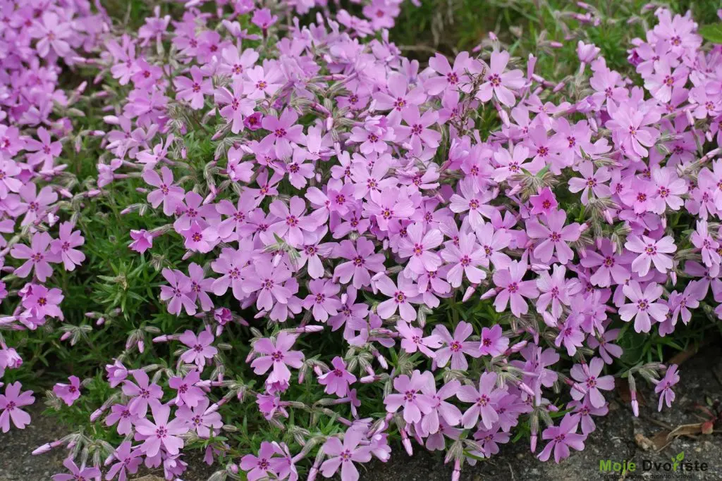 phlox-subulata-cv- | Moje Dvorište Kako uzgajati floks | Moje Dvorište