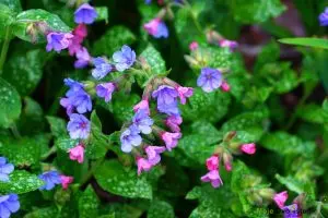 pulmonaria | Moje Dvorište Pulmonaria - Plućnjak | Moje Dvorište