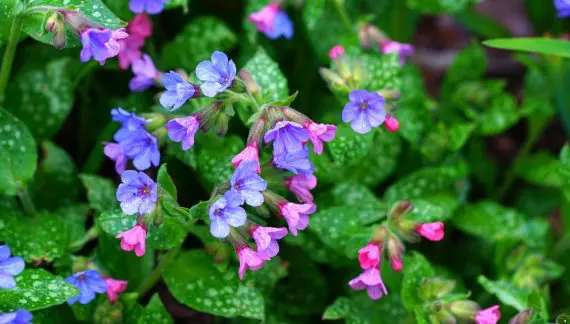 Pulmonaria - Plućnjak