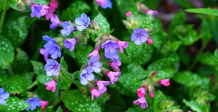 pulmonaria | Moje Dvorište Pulmonaria - Plućnjak | Moje Dvorište