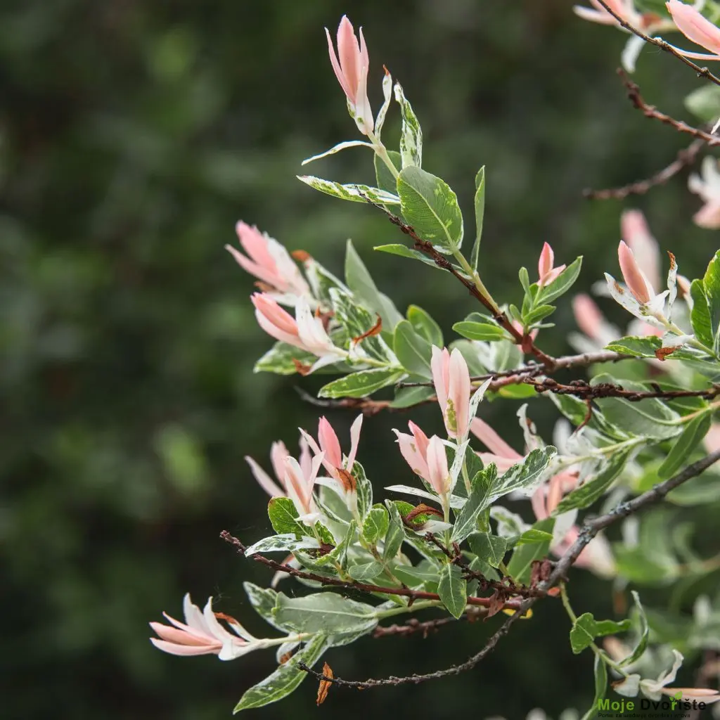 salix-integra-hakuro-nishiki-sauce-or-fronda | Moje Dvorište Ukrasna vrba (Salix integra | Moje Dvorište'Hakuro-nishiki')