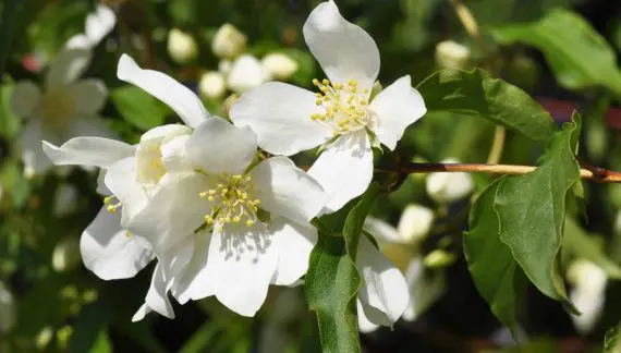 Kako uzgajati i brinuti se za pajasmin