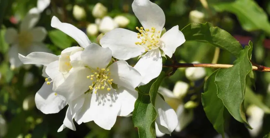 Pajasmin | Moje Dvorište Kako uzgajati i brinuti se za pajasmin | Moje Dvorište