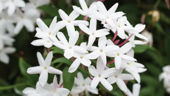 Jasmin