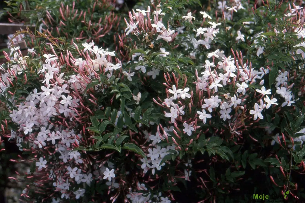 jasminum-polyanthum-or-landscape-plants-or-oregon-st | Moje Dvorište Jasminum polyanthum | Jasmin | Moje Dvorište