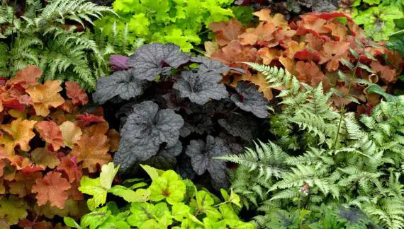 Heuchera ili uobičajeni naziv „koralni zvončići“