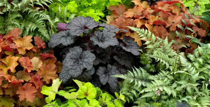 Heuchera ili uobičajeni naziv koralni zvončići | Moje Dvorište Heuchera ili uobičajeni naziv „koralni zvončići“ | Moje Dvorište