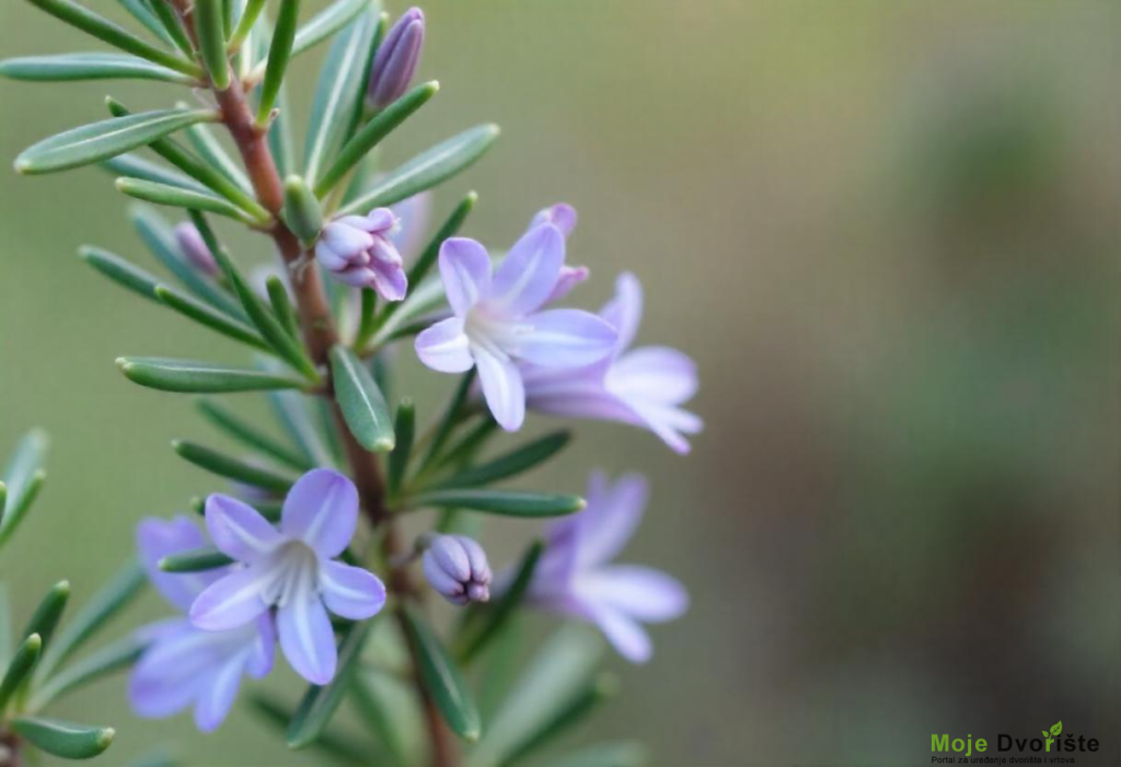 word-image-6219-4 | Moje Dvorište Kako Uzgajati Ruzmarin | Moje Dvorište